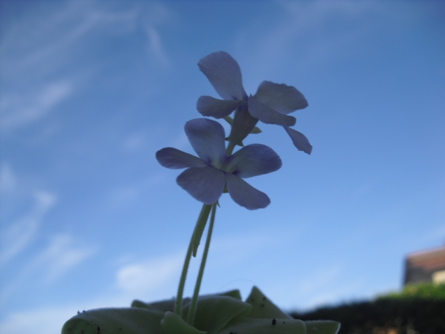 dettaglio fiori pinguicula