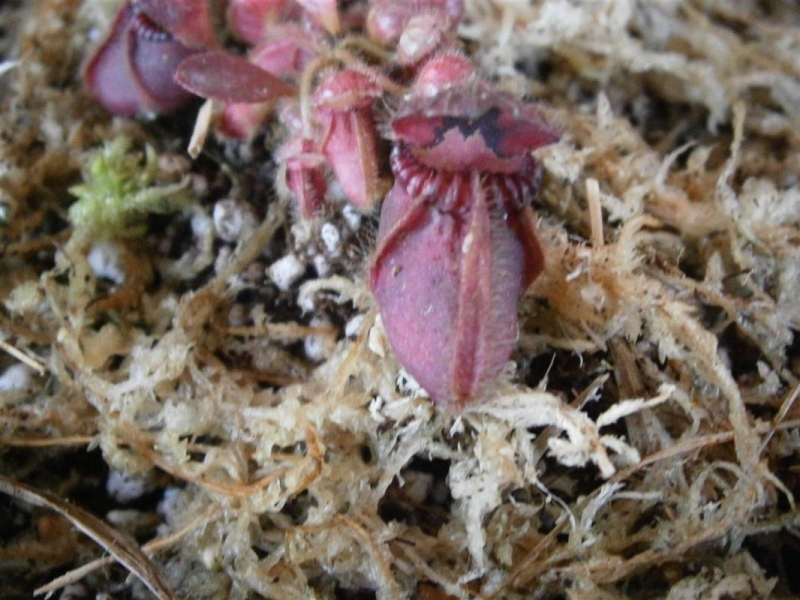 cephalotus follicularis.
