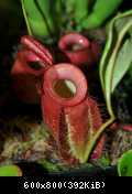 Nepenthes ampullaria Red Form