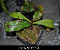 ampullaria green form