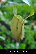 ampullaria green pitcher