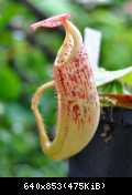 veitchii x stenophylla pitcher