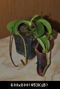 Nepenthes lowii 3