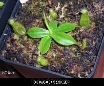 Nepenthes x (ventricosa x maxima)