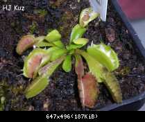 Dionaea muscipula 'Fused Tooth' [DM3 MK]