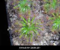 Drosera paleacea subsp. stelliflora