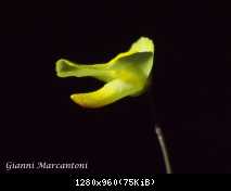utricularia subulata