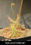 Drosera latifolia itarare