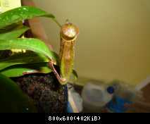 Nepenthes black beauty