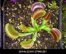 Dionaea muscipula 'UK Sawtooth II'