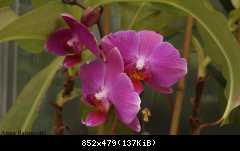 Phalaenopsis sp.
