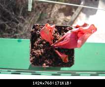 Sarracenia purpurea ssp venosa -A