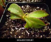 nepenthes di BCP