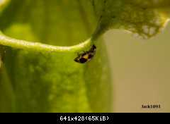 ladybug and sarracenia by jack1891-d66o803