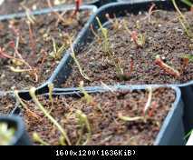 tn-seedlings sarracenia